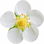 Strawberry blossom
