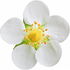 Strawberry blossom
