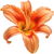 Daylily