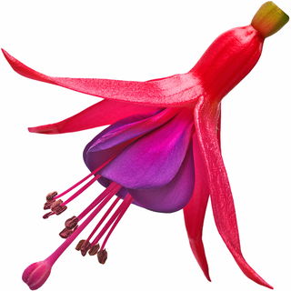 Fuchsia