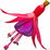 Fuchsie