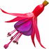 Fuchsia
