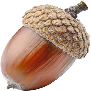 geröstete Eichel