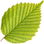 Buchenblatt