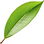 Peach leaf