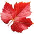 Red grape leaf