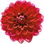 rote Dahlie