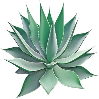Blue agave