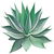 blaue Agave