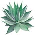 Blue agave