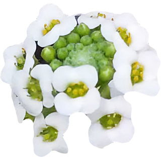 Sweet alyssum