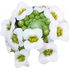 Sweet alyssum