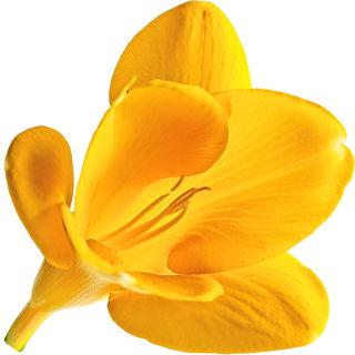 Yellow freesia