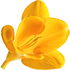 Yellow freesia