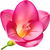 Pink freesia
