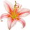 Pink tiger lily