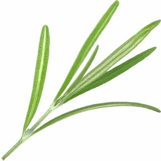 Lavendelblatt