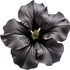 Black petunia