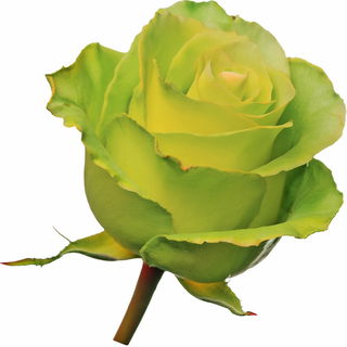 Wimbledon rose