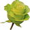 Wimbledon rose