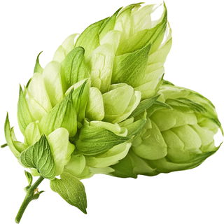 Hop