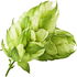 Hop