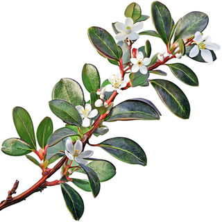 südafrikanischer Buchu