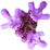 roter Thymian