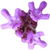roter Thymian