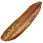 Rice husk