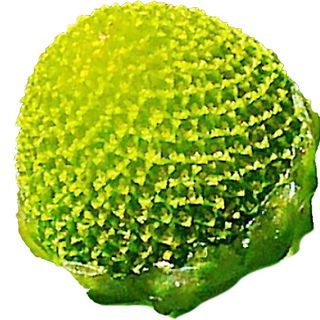 Pineappleweed