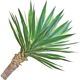 Yucca