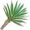 Yucca