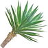 Yucca