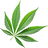 Cannabis