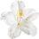 White azalea