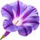 Ipomoea