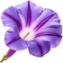 Ipomoea