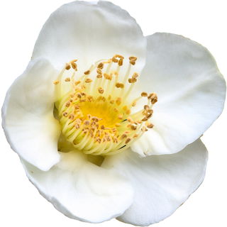 chinesische Teeblüte