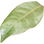 Elaeagnus