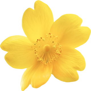 Yellow jasmine