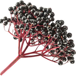 Elderberry