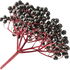 Elderberry