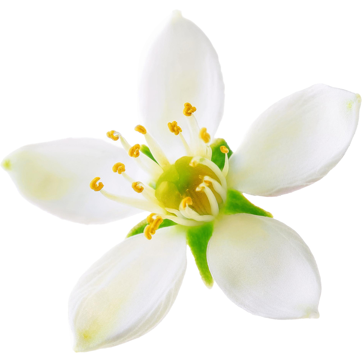 Orangenblüte