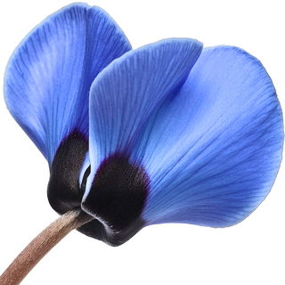 blaues Alpenveilchen