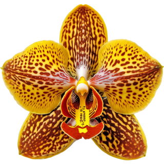 Tigerorchidee