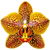 Tiger orchid