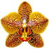 Tigerorchidee