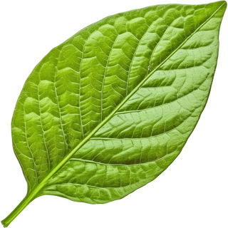 Pfefferblatt