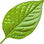 Pepper leaf